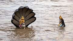 Assam Floods: ಪ್ರವಾಹಕ್ಕೆ ಕಾಜಿರಂಗ ರಾಷ್ಟ್ರೀಯ ಉದ್ಯಾನವನ ಮುಳುಗಡೆ, 132 ವನ್ಯಮೃಗ ಸಾವು!